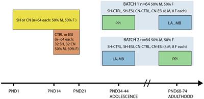 Communal nesting differentially attenuates the impact of pre-weaning social isolation on behavior in male and female rats during adolescence and adulthood